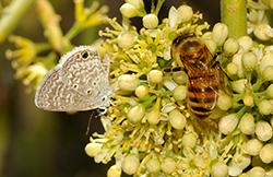 蜜蜂和蝴蝶一起在黄花上